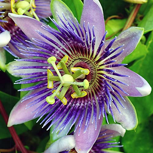 GardenersDream Passiflora Purple Rain - Purpur Passionsblume Pflanze - Kletterpflanzen Intensiv - Balkon Pflanzen Großblumig