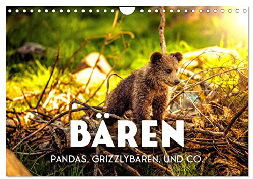 Bären - Pandas, Grizzlybären und Co. (Wandkalender 2026 DIN A4 quer), CALVENDO Monatskalender: Niedlich und furchterregend zugleich. (CALVENDO Tiere)