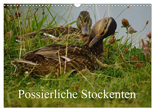 Possierliche Stockenten (Wandkalender 2026 DIN A3 quer), CALVENDO Monatskalender: Stockenten auf der Wiese und im Wasser (CALVENDO Tiere)