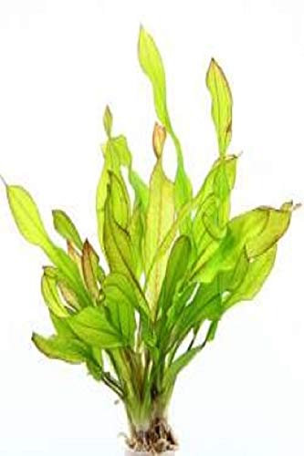 Dennerle Echinodorus Green Chamäleon Schwertpflanze Wasserpflanze