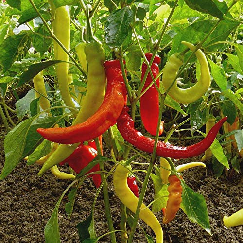 Harriet Paprika Samen für ca. 15 Pflanzen - scharfer Spitzpaprika, ideal zum Einlegen