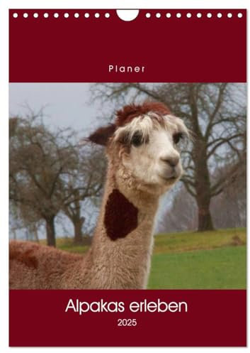 Alpakas erleben (Wandkalender 2025 DIN A4 hoch), CALVENDO Monatskalender: Ein Alpaka-Allerlei … (CALVENDO Tiere)