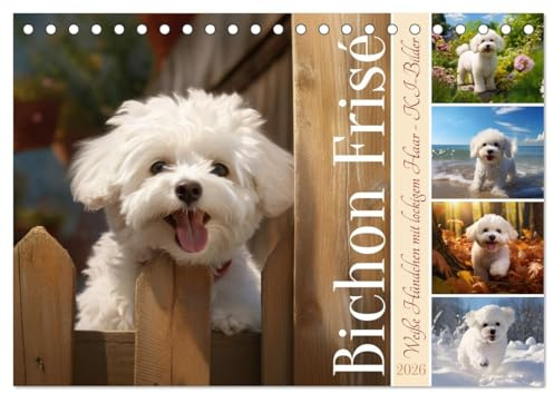 Bichon frisé, weiße Hündchen mit lockigem Haar (Tischkalender 2026 DIN A5 quer), CALVENDO Monatskalender: Entzückende KI-Bilder dieser niedlichen Hunderasse (CALVENDO Tiere)