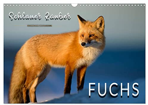 Fuchs - schlauer Räuber (Wandkalender 2026 DIN A3 quer), CALVENDO Monatskalender: Eindrucksvolle Bilder der scheuen Tiere. (CALVENDO Tiere)