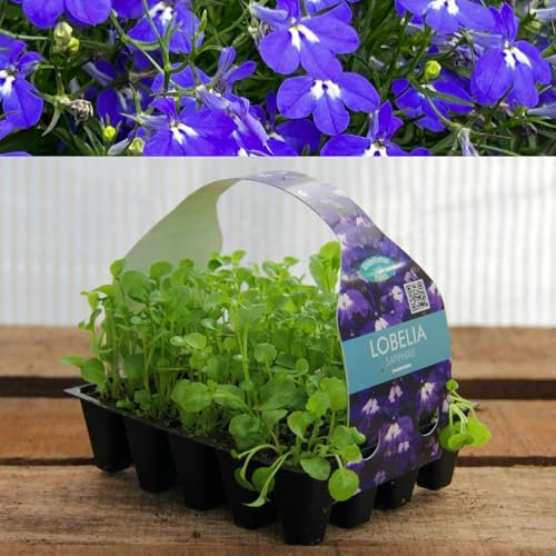 Plug Plants Lobelia Sapphire - 20 Plants Per Tray - Ready to Grow On Bedding Plugs - Summer Flowering Ideal for Containers, Patio Pots and Beds or Borders - 1 Pack