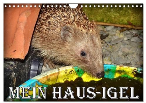 Mein Haus-Igel (Wandkalender 2026 DIN A4 quer), CALVENDO Monatskalender: Das Leben eines Igels in seinem Kölner Igel-Haus (CALVENDO Tiere)