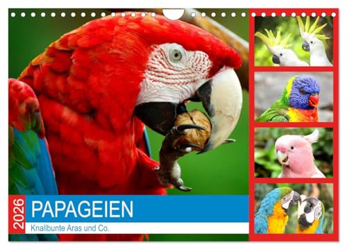 Papageien. Knallbunte Aras und Co. (Wandkalender 2026 DIN A4 quer), CALVENDO Monatskalender: Pfiffige Schönheiten im leuchtenden Federkleid! (CALVENDO Tiere)
