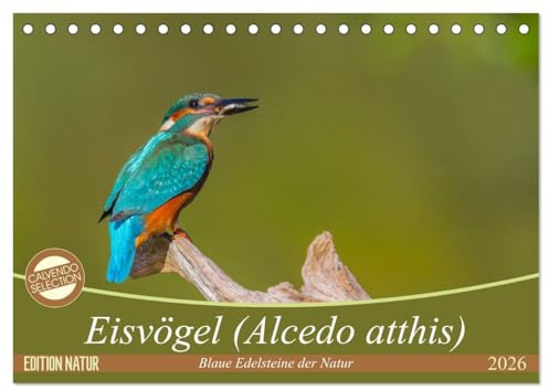 Eisvögel (Alcedo atthis) - Edelsteine der Natur (Tischkalender 2026 DIN A5 quer), CALVENDO Monatskalender: Eisvögel - die kleinen bunten Gesellen in unserer Heimat (CALVENDO Tiere)
