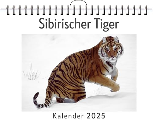 Sibirischer Tiger - (Wandkalender 2025, Kalender DIN A4 quer, Monatskalender im Querformat mit Kalendarium, das perfekte Geschenk)