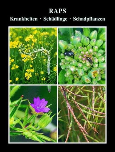 Raps: Krankheiten, Schädlinge, Unkräuter