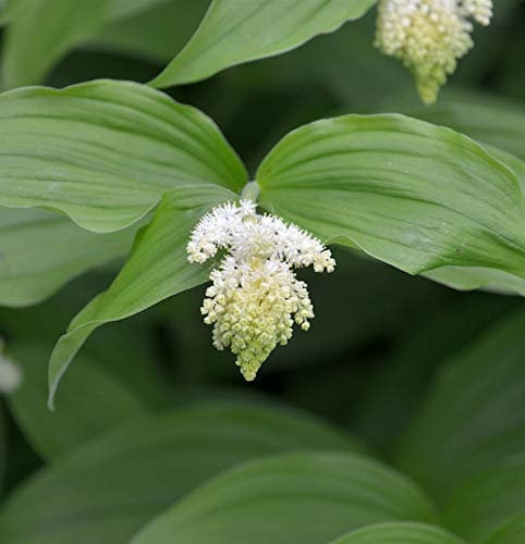 Schattenblume - Smilacina racemosa - Gartenpflanze