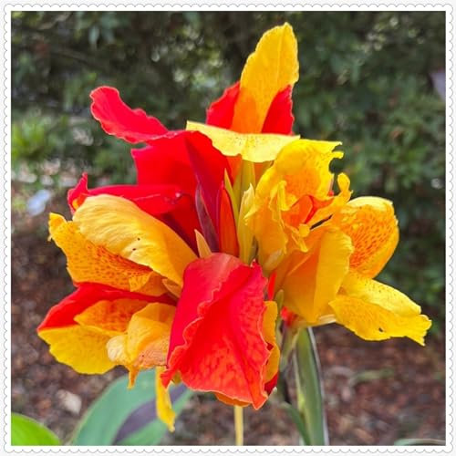Canna-Knollen, Canna-Zwiebeln, winterharte Stauden, Gartendekoration, einfach zu pflanzen, wächst gut in Töpfen-2zwiebeln-C