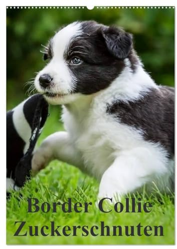 Border Collie Zuckerschnuten (Wandkalender 2026 DIN A2 hoch), CALVENDO Monatskalender: 12 Monate Spaß mit Schmunzeleffekt. Ein Must-Have für Liebhaber dieser besonderen Hunderasse. (CALVENDO Tiere)