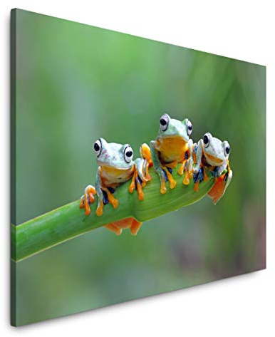 Paul Sinus Art Frösche auf einem Blatt 40 x 60 cm Inspirierende Fotokunst in Museums-Qualität für Ihr Zuhause als Wandbild auf Leinwand in