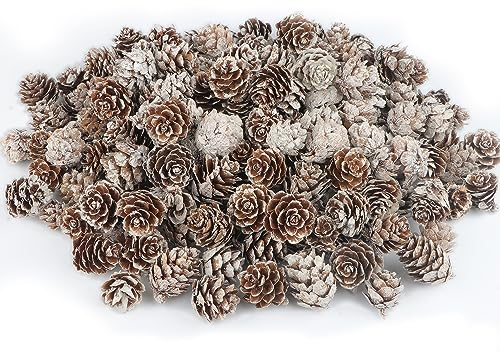 Songjum 200PCS Tannenzapfen Deko Mini mit Weißer Anstrich Tannenzapfen Natur Klein Weihnachten Tannenzapfen für Zuhause Party Basteln Geschenk Hochzeit Weihnachtsbaum Winterdekoration