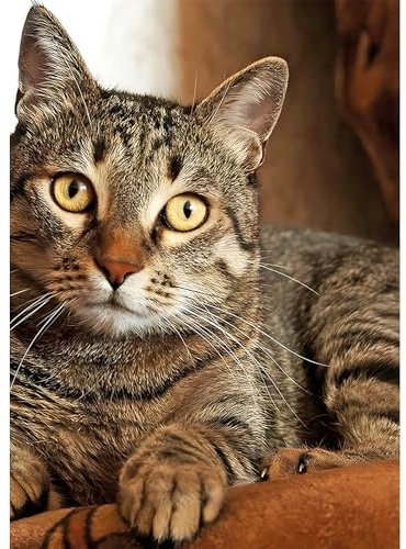 DPIDEA Diamond Painting Katze, 5D DIY Diamond Painting Bilder für Erwachsene Katze, Runde Steine Diamant Painting für Zuhause Dekor 30x40 cm