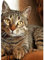 DPIDEA Diamond Painting Katze, 5D DIY Diamond Painting Bilder für Erwachsene Katze, Runde Steine Diamant Painting für Zuhause Dekor 30x40 cm