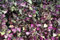 300 Semillas púrpura shiso Aka Perilla frutescens ornamental de la hierba verde y púrpura