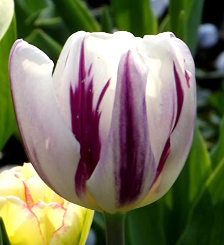 Tulpenzwiebeln Tulpe Flaming Flag 100 Blumenzwiebeln