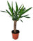 Yuca - 50-60cm - Ø14cm - Planta de interior - Hojas perennes