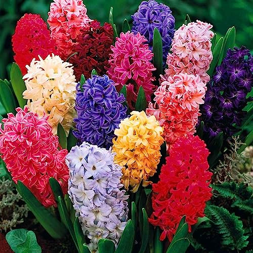 3X Hyacinth Bedding Mixed - Lovely Vibrant Colours of Bedding Hyacinths to Grace Every Spring Garden – Perennials - Great for Planting in Large Groups - for Your Beautiful Garden