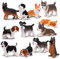 EYSCOTA 12PCS Dog Figurines Playset Age 3+, Realistic Plastic Puppy Figurines, Hand Painted Mini Dog Figures Toy Set Cake Toppers Birthday Gift for Kids Toddlers