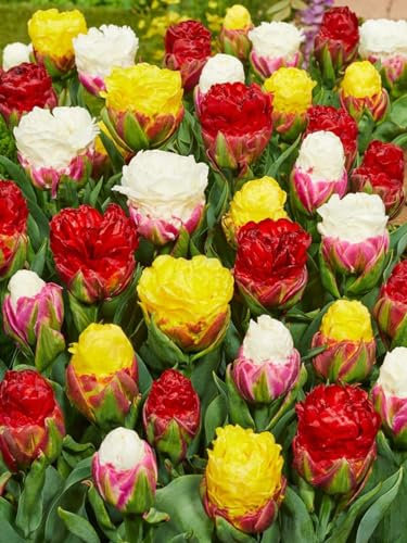 CSL Sunrise - Premium Mix Ice Cream 50 Stück gefüllte Tulpen Tulipa Blumenzwiebeln Tulpenzwiebeln Früh und Spätblüher