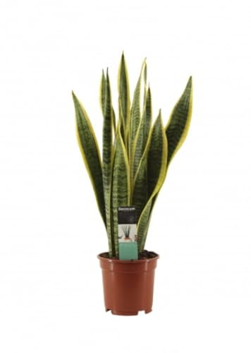 Sansevieria Laurentii, Lengua de suegra, 60 cm. Planta natural de hojas largas y verdes con bordes amarillos, resistente y fácil de cuidar. Segura Garden.