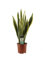 Sansevieria Laurentii, Lengua de suegra, 60 cm. Planta natural de hojas largas y verdes con bordes amarillos, resistente y fácil de cuidar. Segura Garden.