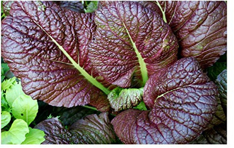 PREMIER SEEDS DIRECT - Mustard Seeds - RED Giant - 2.5 Grams