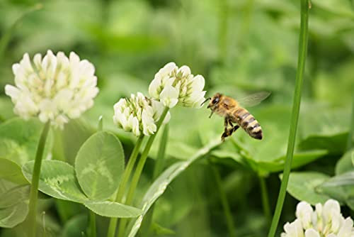 1000 Semi di Trifoglio Bianco - pianta molto mellifera - orto- semi contadini riproducibili - SemiWild