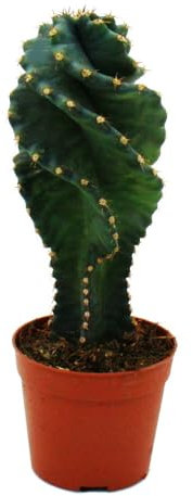 Cereus Jamacaru Spiralis, cactus spiralés en mini format dans un pot de 6,5 cm
