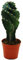 Cereus jamacaru - Cactus a spirale in formato mini, in vaso da 6,5 cm