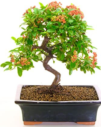 DECOALIVE Bonsái Natural de Pyracantha o Espino de Fuego