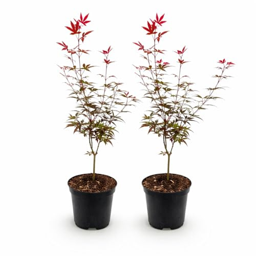 Exotenherz Acer palmatum Skeeters Broom - japanischer Fächerahorn - laubabwerfend - 19cm Topf - 70cm - 2er Set - rot-violett