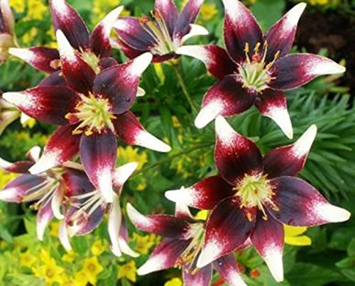 3 LILY BULBS NETTY'S PRIDE ASIATIC LILIUM SUMMER FLOWER BULB-POTS-PATIO