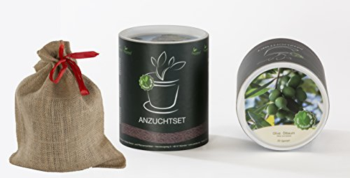 Seedeo Anzucht-Geschenkset Ölbaum/Olive (Olea europea)