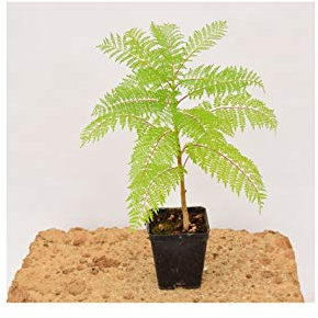 Albero di Jacaranda Mimosefoila Vaso 7cm,Altezza 10/15cm