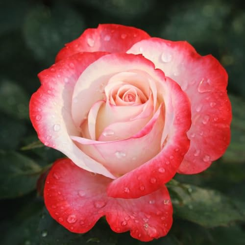 Edelrose 'Nostalgie'® - Duftende Zweifarbige Rose Cremeweiß-Kirschrot - 80-120 cm - Wurzelnackt - Winterhart & Robust - Mehrjährig - Premium Qualität aus Müllers Baumschule - Inkl. Pflanzanleitung