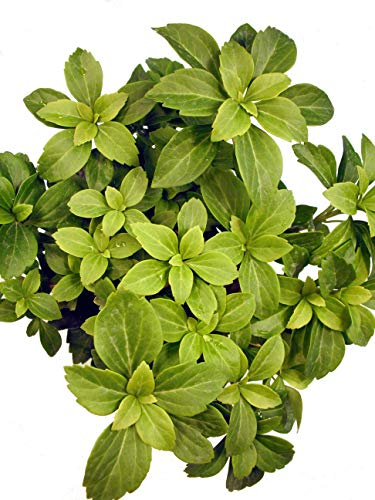 Pachysandra/Dickmännchen - Immergrüner, winterharter Bodendecker