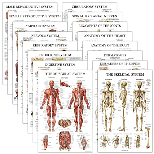 Anatomische Poster – laminiert – Muskulatur, Skelett, Verdauung, Atemwege, Kreislauf, endokrin, Lymphatisch, männlich und weiblich, nervös, Anatomiediagramm – 45.7x68.6 cm, 16 Stück
