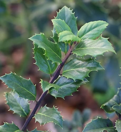 Stechpalme Ilex männlich Blue Prince 40-60cm - ilex meserveae - lebende Gartenpflanze aus den Baumschulen