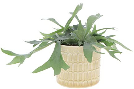 Kentis - Felce a Corna d'Alce - Platycerium Bifurcatum - Piante Vere da Appartamento - Pianta Decorativa da Interno - H 30 cm Vaso Ø 17 cm