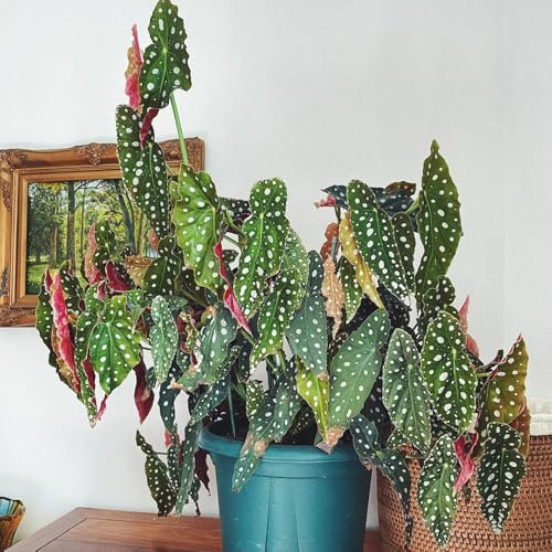 Semillas de begonia de trucha - Plantas resistentes al invierno para balcones. Begonia maculata - Las plantas perennes son plantas perennes resistentes. Las plantas de balcón son 300pcs