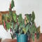Semillas de begonia de trucha - Plantas resistentes al invierno para balcones. Begonia maculata - Las plantas perennes son plantas perennes resistentes. Las plantas de balcón son 300pcs