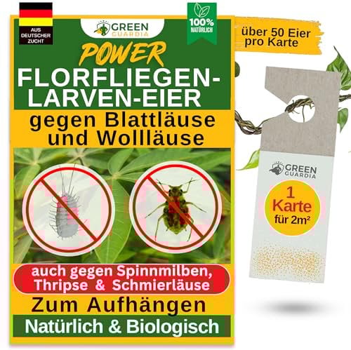 GREEN GUARDIA Power Florfliegenlarven-Eier gegen Blattläuse und Wollläuse – 1x Karte - Biologisches Mittel zur effektiven Blattläuse und Wollläuse Bekämpfung für Zimmer- und Zierpflanzen uvm.