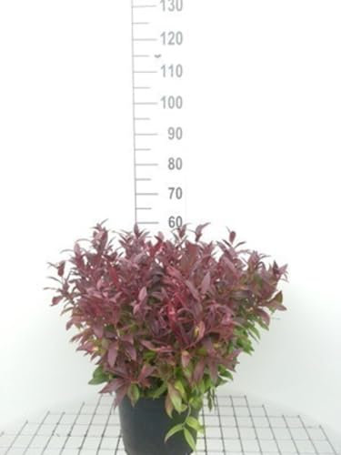 Yucca gloriosa - Yucca Superbe 60-80 cm en pot