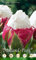 Holland Park 218565 Tulpe Ice Cream (5 Stück) (Tulpenzwiebeln)