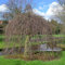 Rote Süntelbuche Gespensterbuche 60-80cm - Fagus sylvatica - Gartenpflanze
