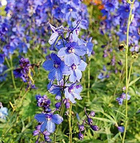 Rittersporn Bellamosum - Delphinium belladonna